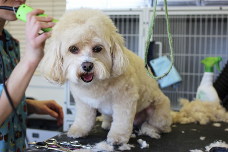 veterinaire-LE BAR SUR LOUP-min_white_dog_grooming_pet_pet_grooming_salon_groomer_fur-678977